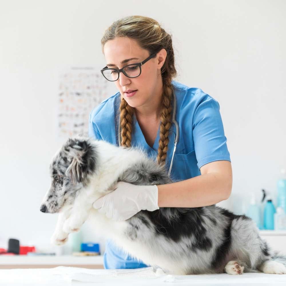 Emergency Vet Care Services in Pinecrest