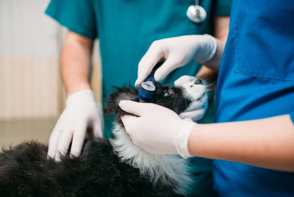 pet emergency clinic in  Pinecrest