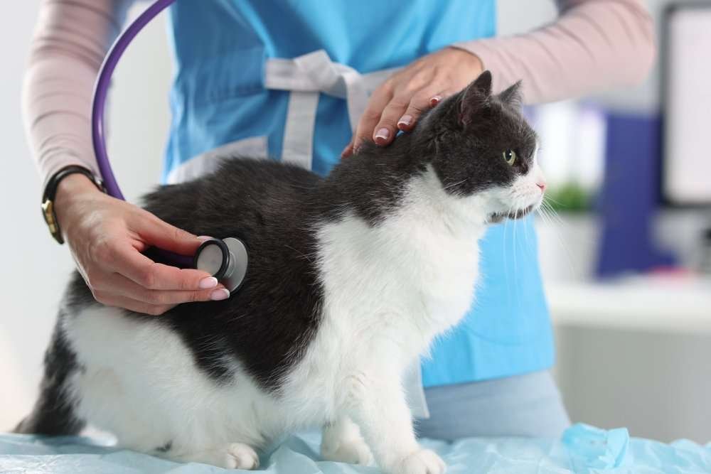 Pinecrest Emergency Vet for Dogs and Cats
