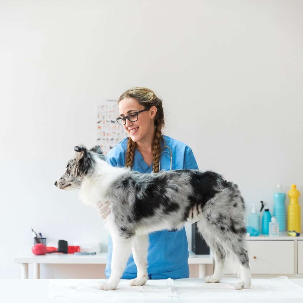 what symptoms are considered pet emergencies
