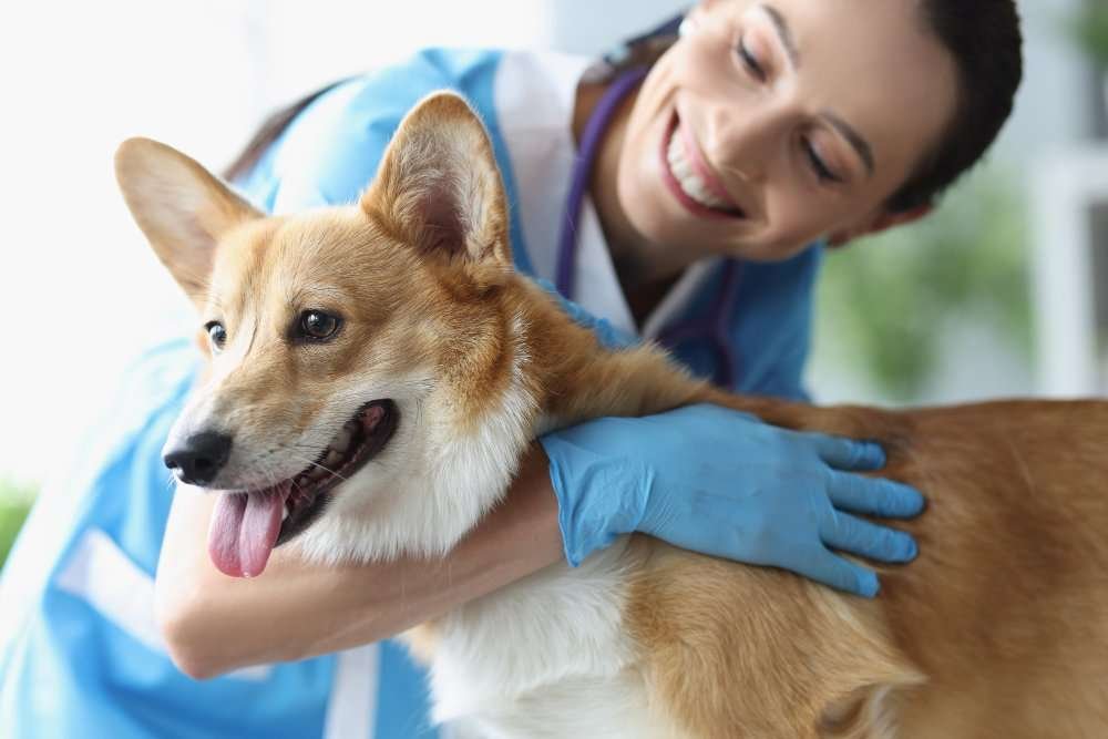 urgent care for Dogs and Cats