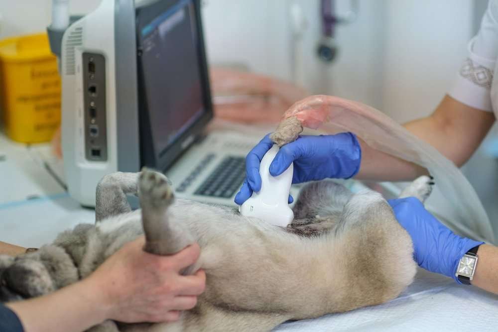 Emergency Vet Pinecrest Emergency Vet Pinecrest