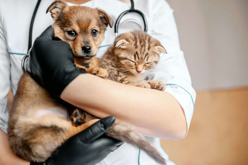 24-Hour Emergency Vet Clinic in Pinecrest Emergency Vet Clinic in Pinecrest