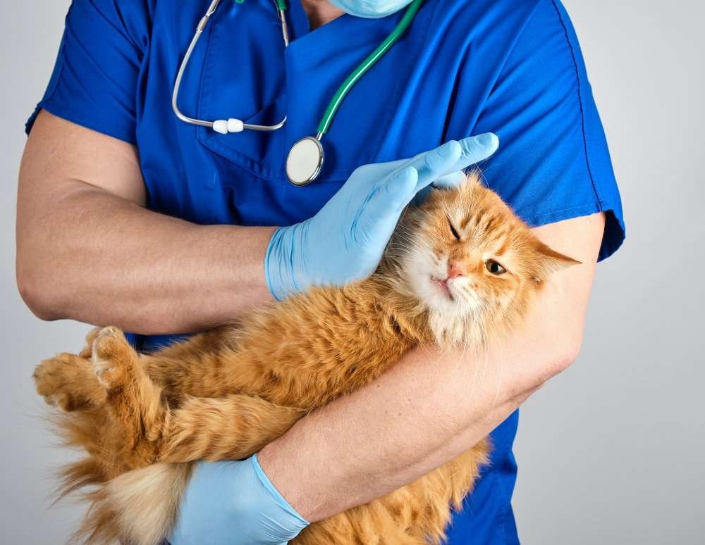 Pinecrest Emergency Vet for Dogs and Cats
