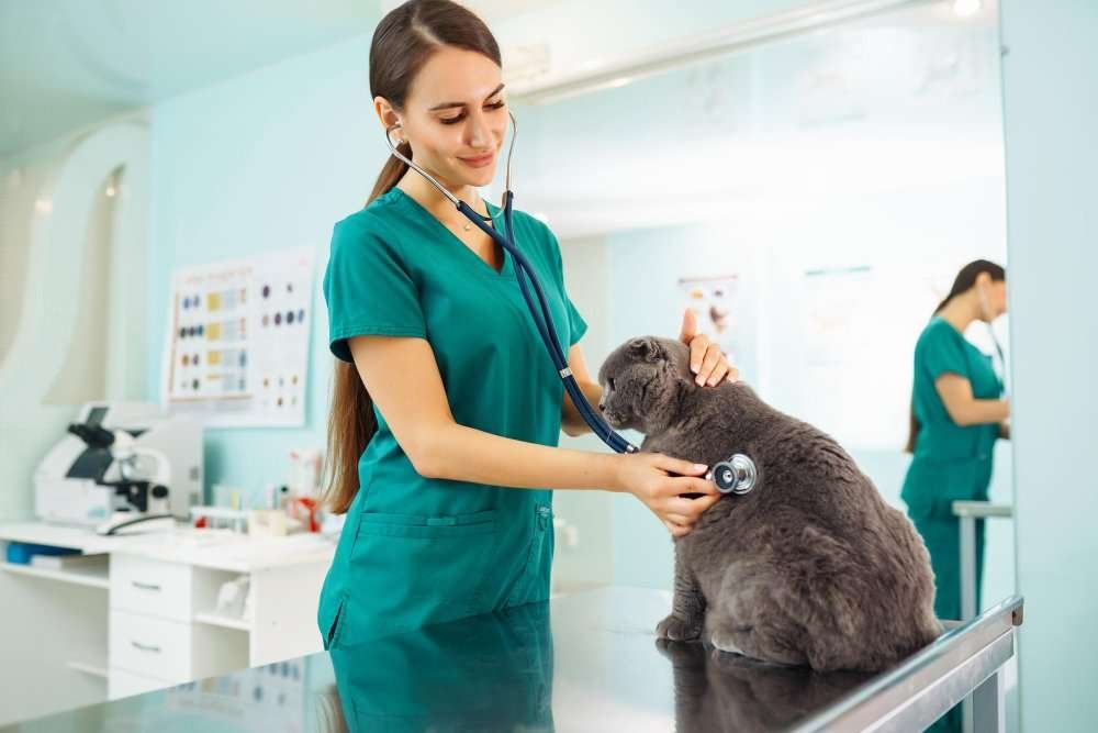 Emergency Pet Clinic in Pinecrest Emergency Pet Clinic in Pinecrest