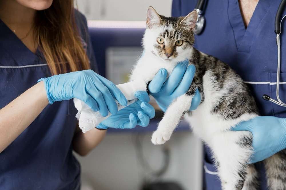 Emergency Cat Vet in Pinecrest