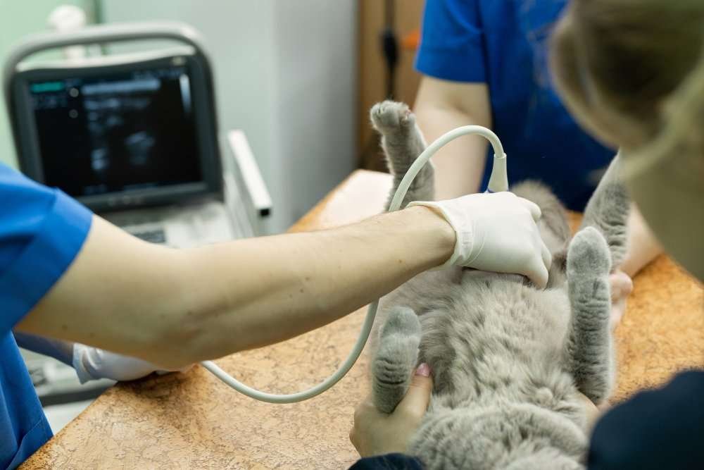 Emergency Pet Clinic in Pinecrest Emergency Pet Clinic Pinecrest