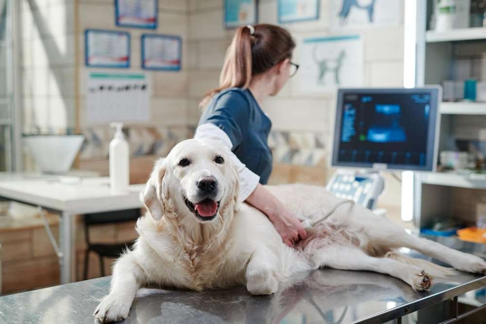 Common Household Toxins for Pets