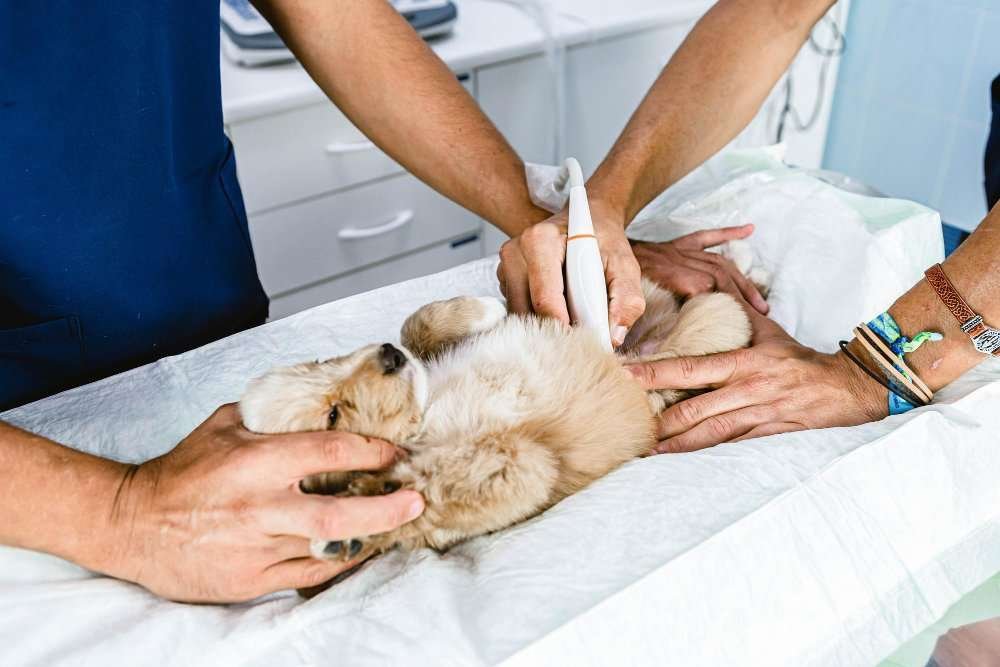 Emergency Vet for Trauma and Injuries in Pinecrest Emergency Vet for Trauma and Injuries in Pinecrest