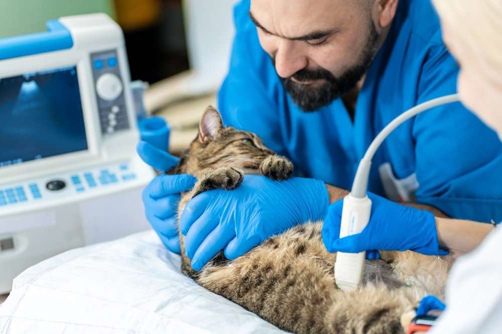 Common Cat Trauma and Injuries Common Cat Trauma and Injuries