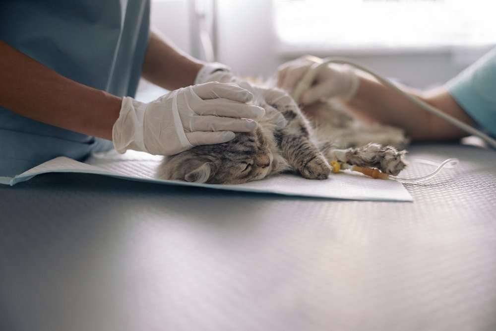 What to Do if Your Pet Ingests Something Toxic