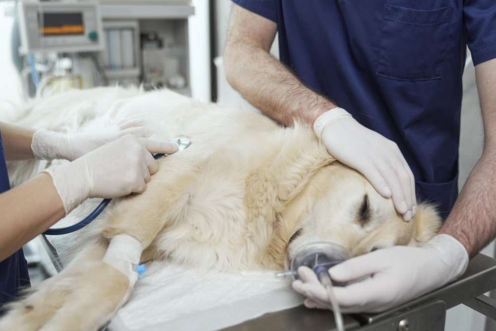 Common Dog Trauma and Injuries Common Dog Trauma and Injuries