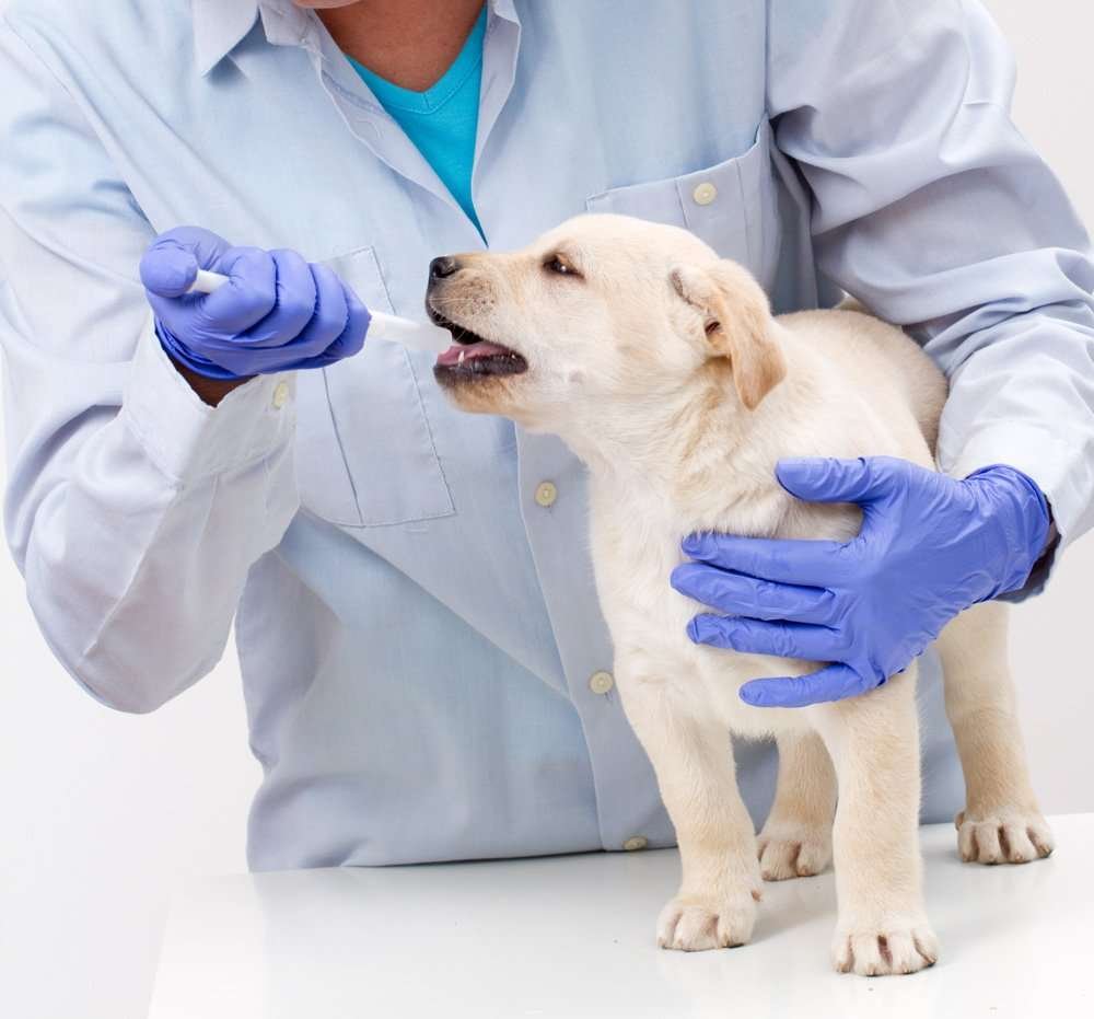 Emergency Veterinarian for Toxic Ingestion in Pinecrest