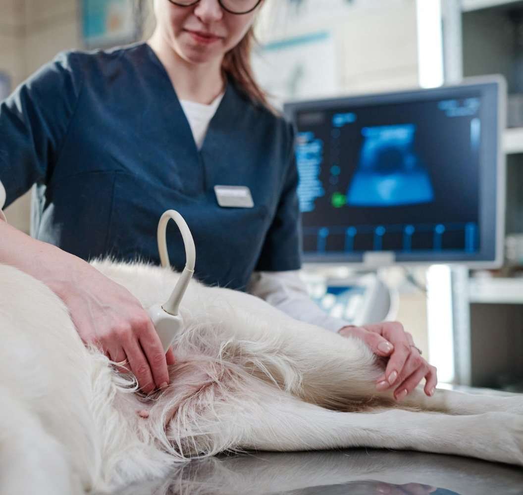 Emergency Vet for Trauma and Injuries in Pinecrest Emergency Vet for Trauma and Injuries in Pinecrest