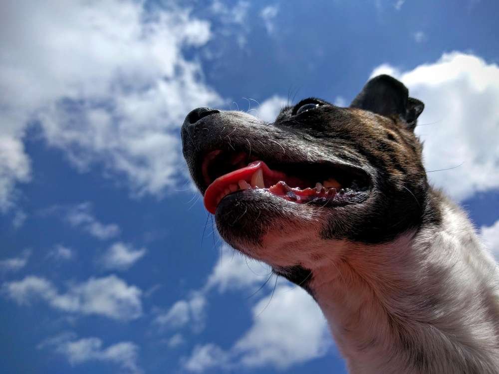 when to take dog to vet for panting