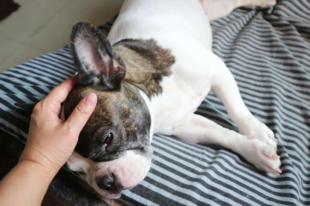 What Causes Seizures in Dogs?