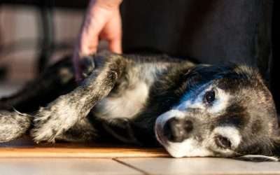 Emergency & Urgent Care for Dogs and Cats in Miami Seizures in Dogs: Symptoms and Guides to Treatment