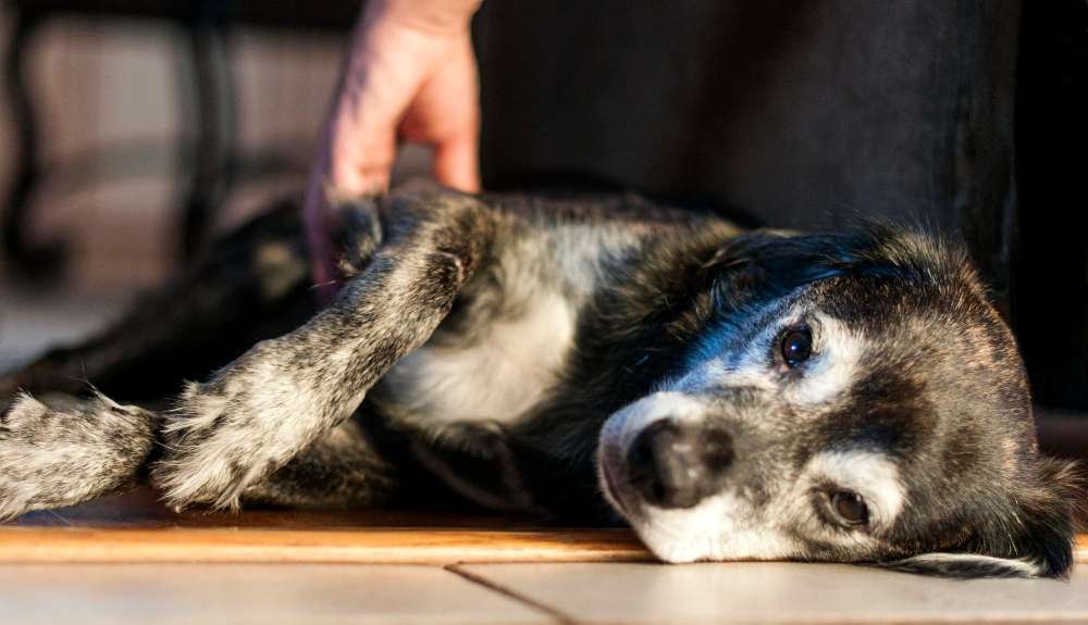 Seizures In Dogs: Symptoms and Guides to Treatment