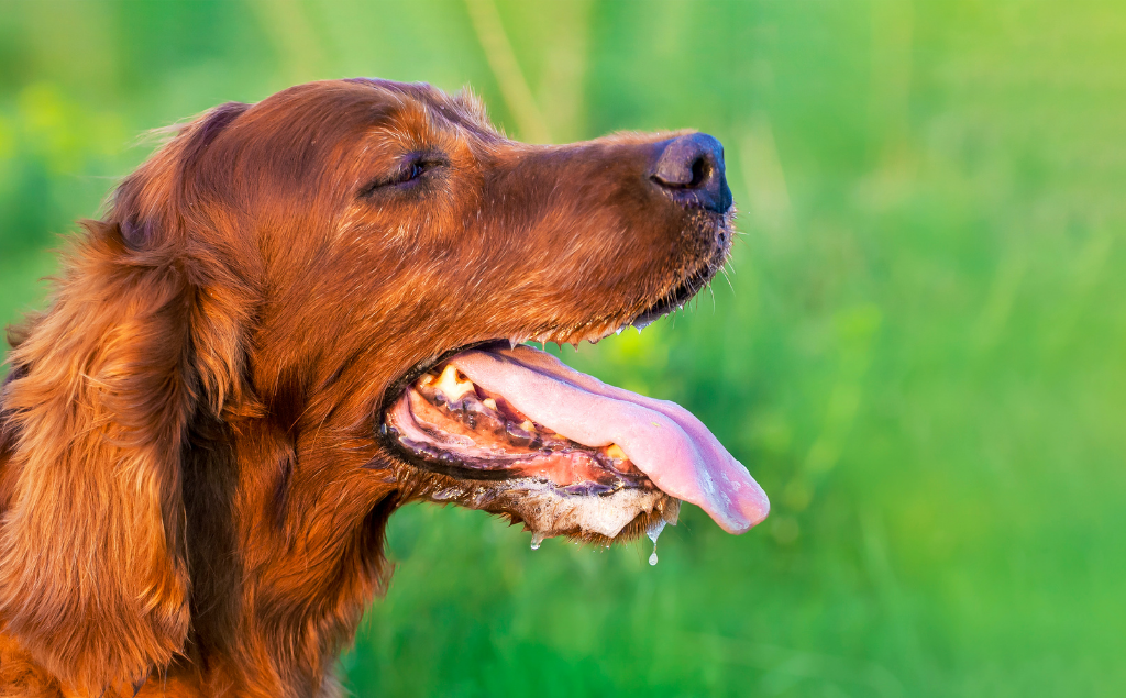 Excessive Panting in Dogs: What You Need to Know