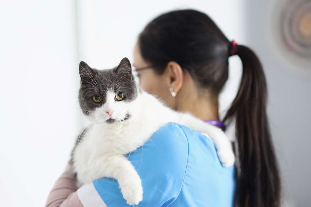 What are Symptoms of Cat Urinary Tract Infections? What are Symptoms of Cat Urinary Tract Infections?