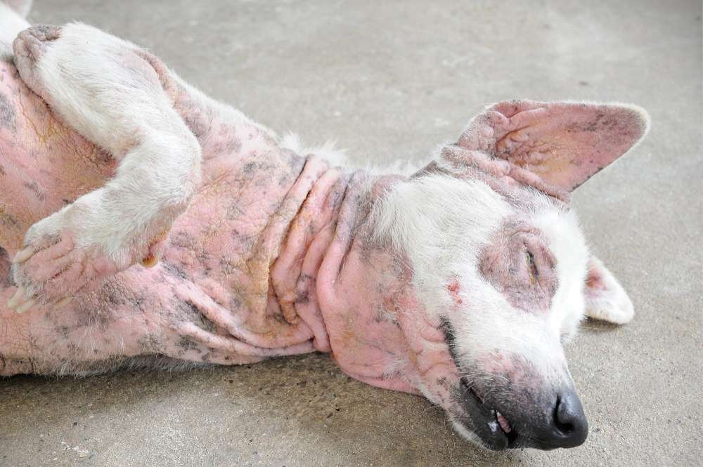 Can Dogs Get Allergies?