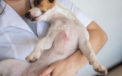 Emergency & Urgent Care for Dogs and Cats in Miami Understanding Dog Allergies: Symptoms and Causes