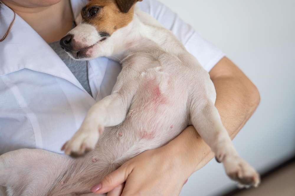 Understanding Dog Allergies: Symptoms and Causes