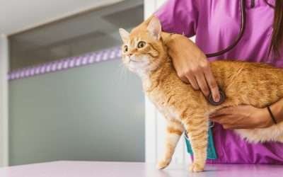 Emergency & Urgent Care for Dogs and Cats in Miami CAT UTI Symptoms, Causes and Treatment