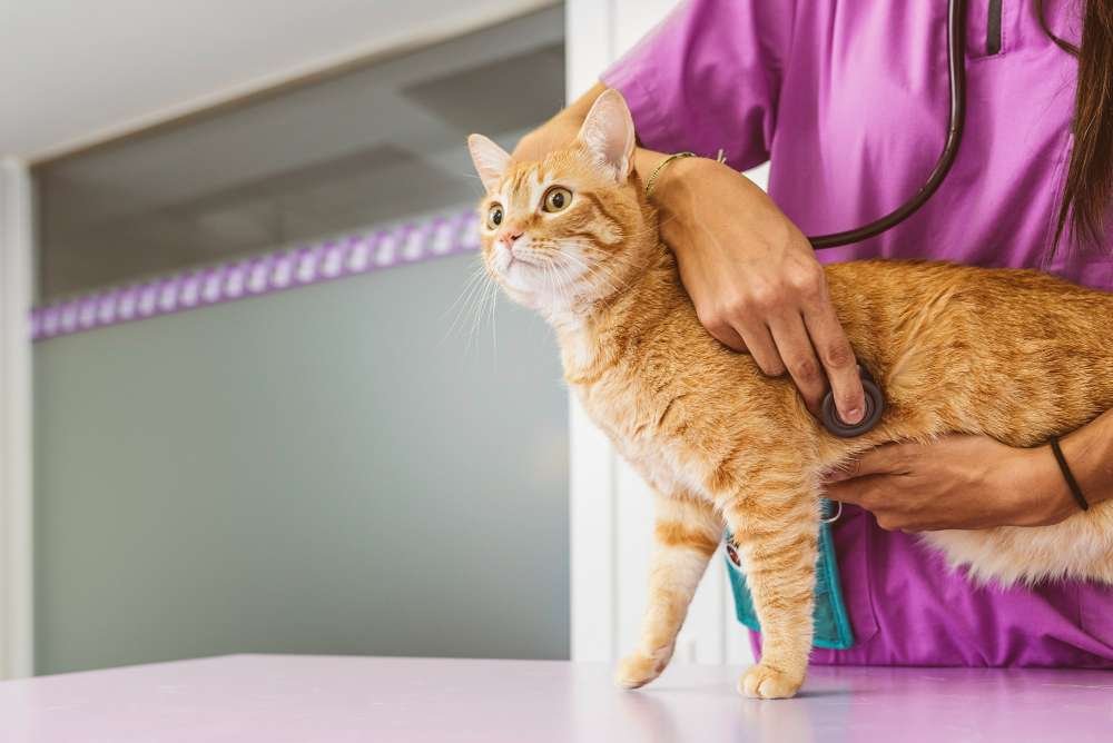 CAT UTI Symptoms, Causes and Treatment CAT UTI Symptoms, Causes and Treatment