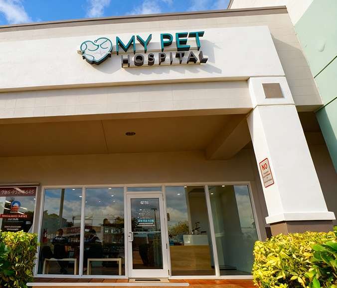 Emergency vet care in Miami
