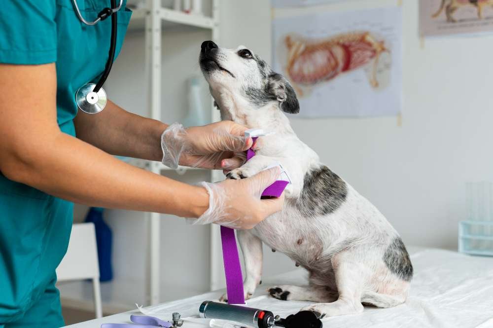 Miami Vet Clinic for Urgent Care