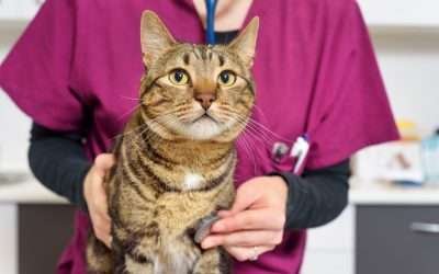 Emergency & Urgent Care for Dogs and Cats in Miami Early Cat Diabetes Symptoms and Treatments