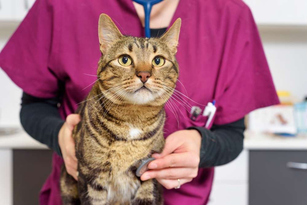 Early Cat Diabetes Symptoms and Treatments