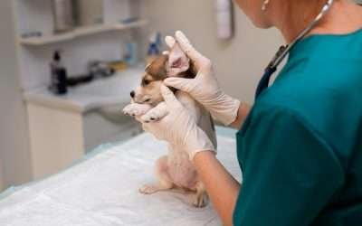 Emergency & Urgent Care for Dogs and Cats in Miami Dog Ear Infection Symptoms, Causes and Treatment Options
