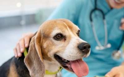Emergency & Urgent Care for Dogs and Cats in Miami How to Recognize Dog Dehydration Symptoms