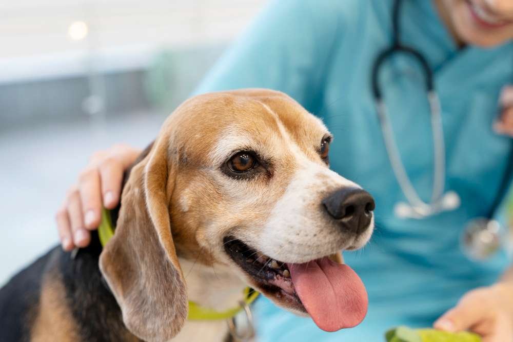 How to Recognize Dog Dehydration Symptoms