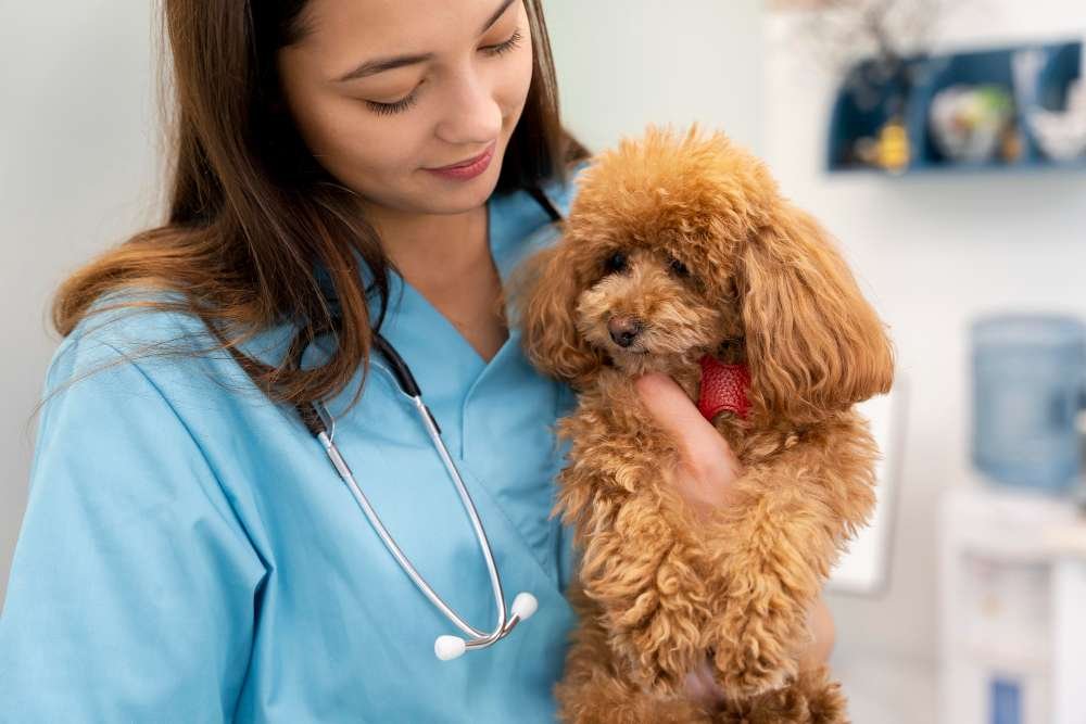 What are the Signs of Dehydration in Dogs?