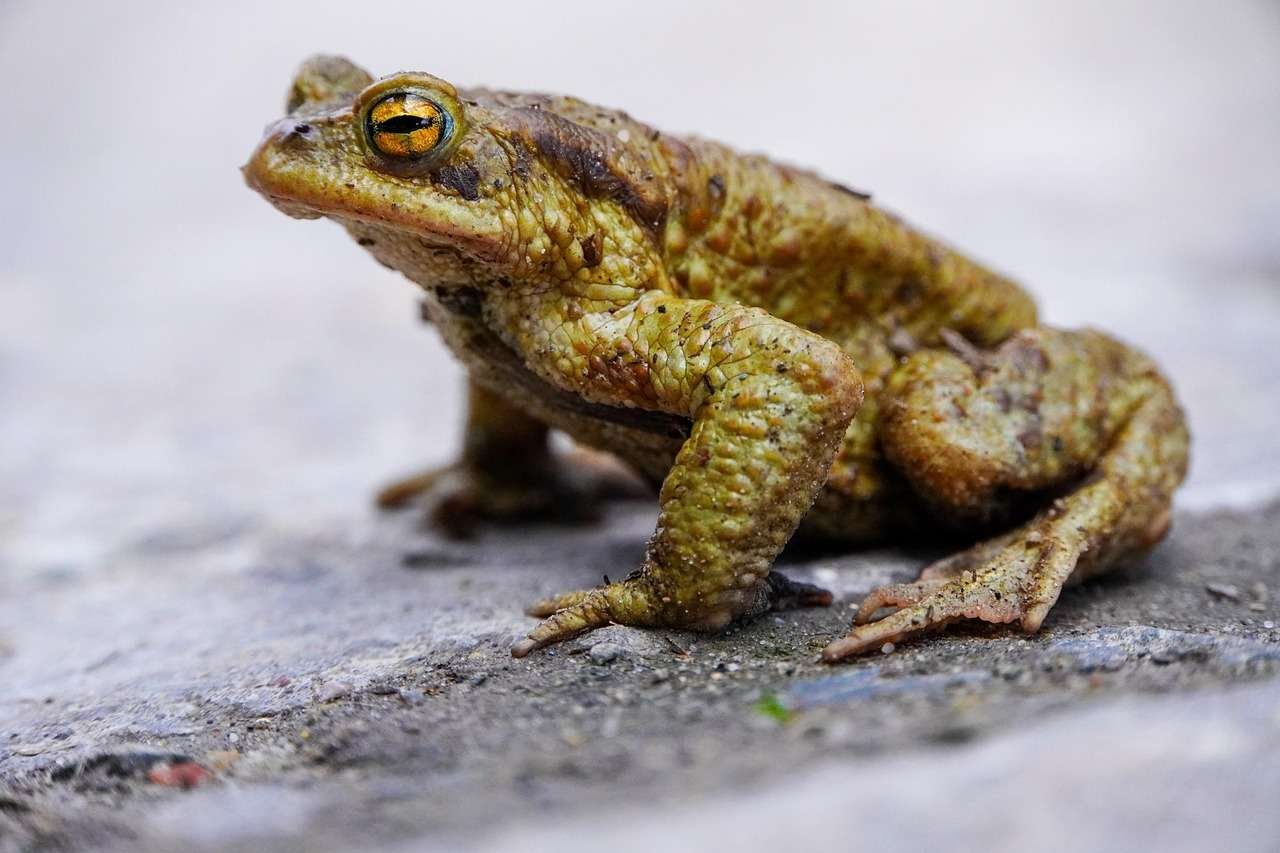 dzienniksquasha-frog-7875849_1280 cane toads in South Florida