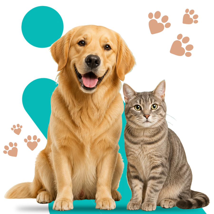 My Pet Hospital delivers immediate triage and compassionate critical care