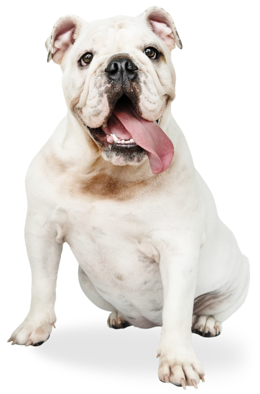 Emergency Vet Services in Pinecrest