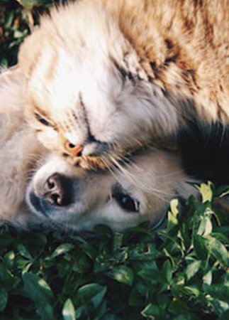 Emergency Vet Services in Pinecrest
