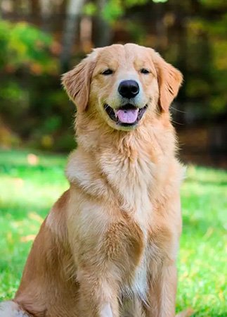 Emergency Vet Services in Pinecrest