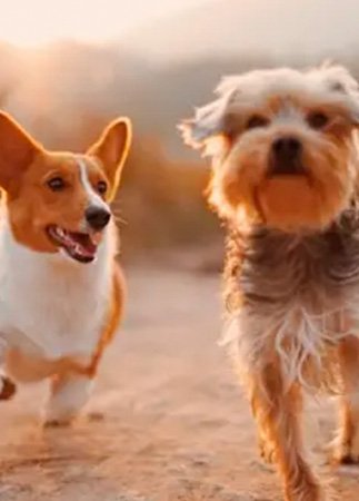 Emergency Vet Services in Pinecrest