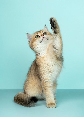 Emergency Vet Services in Pinecrest