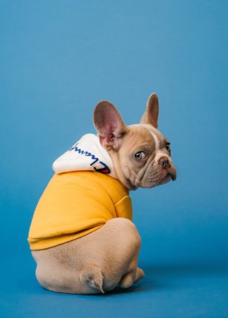 Emergency Vet Services in Pinecrest